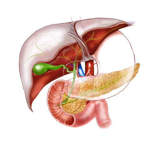 hepatopancreatobiliary-hpb