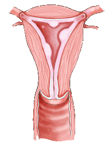 Basic surgery of the endometrial cavity