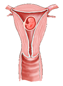 Infertility and reproductive surgery of the uterine cavity